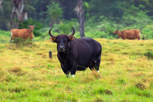 Banteng Jawa