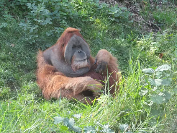 Orangutan Sumatera