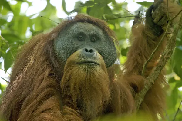 Orangutan Tapanuli